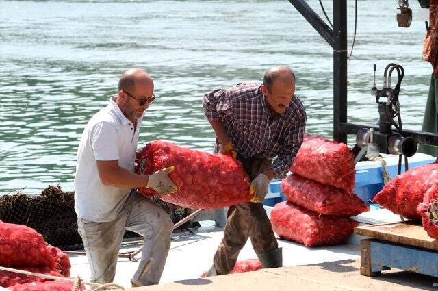 Balıkçılar rotayı salyangoza çevirdi! Kilosu 3,5 liradan satılıyor Balıkçılar rotayı salyangoza çevirdi! Kilosu 3,5 liradan satılıyor