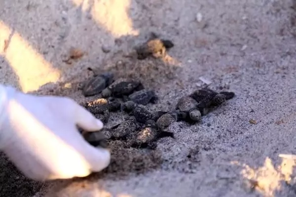 Caretta caretta yavruları Bodrum'da ilk kez görüldü