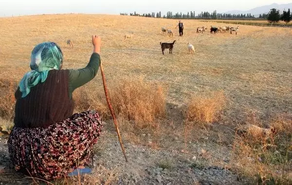 Koyunları kazada telef olan kadın, sözleriyle herkesi duygulandırdı