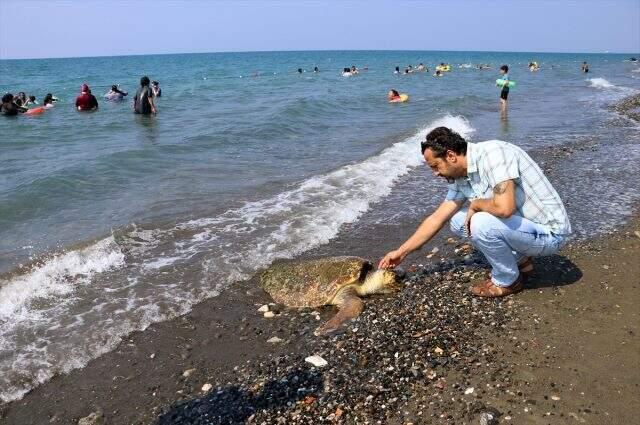 80 yaşındaki caretta carettayı çekiçle yaralamışlar