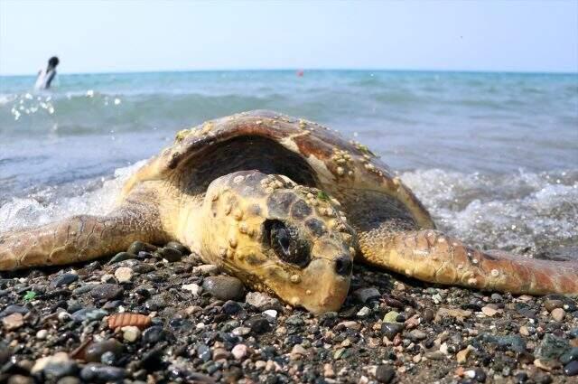 80 yaşındaki caretta carettayı çekiçle yaralamışlar