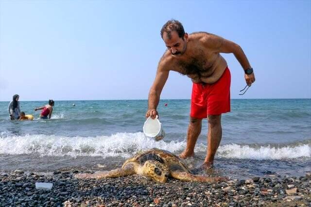 80 yaşındaki caretta carettayı çekiçle yaralamışlar