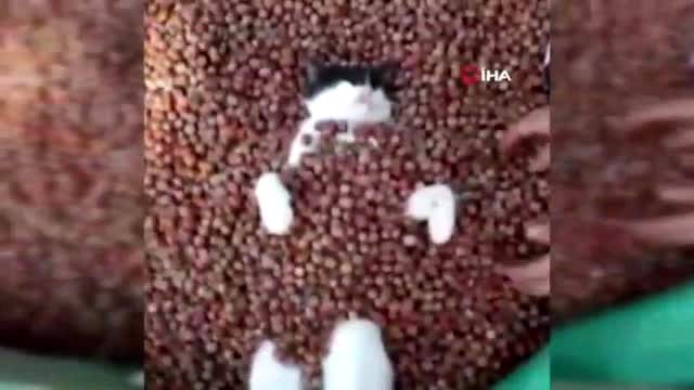 Fındık banyosu yapan kedinin keyfi görenleri mest etti