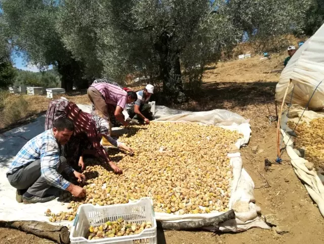 Aydın'da incir üreticisi alıcı çıkmamasından dolayı dertli