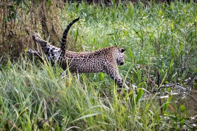 Jaguarın timsah avı, görenleri hayrete düşürdü
