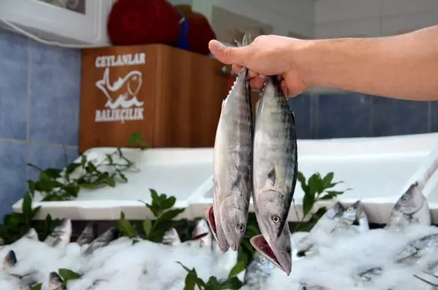 Bu sene palamut az çıkınca fiyatı 7'ye katlandı