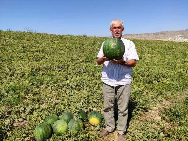 Tohumunun nereden geldiği bilinmeyen güreş karpuzu, 6 ay bozulmuyor