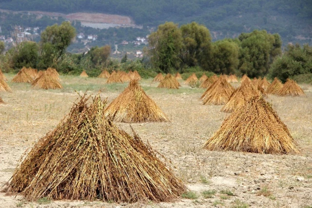 Japonlar 'Suşi' susamı için Muğla'da