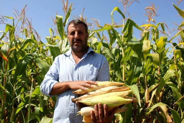 Cumhurbaşkanı Erdoğan startını vermişti! 733 milyon liralık yatırım çiftçinin yüzünü güldürmeye başladı