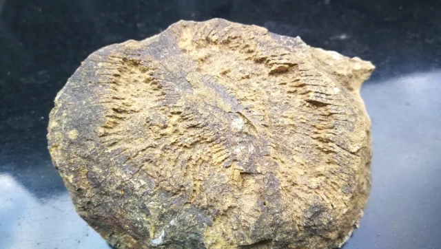 İznik'te milyonlarca yıl öncesine ait mikroorganizma fosili kalıntısı bulundu