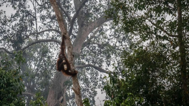 Borneo ve Sumatra'daki orman yangınları nedeniyle yaşam savaşı veren orangutanlar görüntülendi