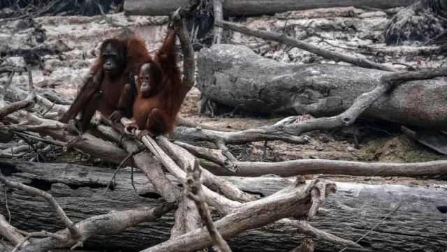 Borneo ve Sumatra'daki orman yangınları nedeniyle yaşam savaşı veren orangutanlar görüntülendi