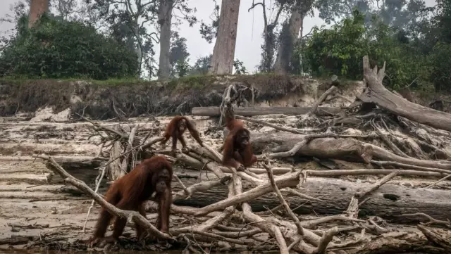 Borneo ve Sumatra'daki orman yangınları nedeniyle yaşam savaşı veren orangutanlar görüntülendi