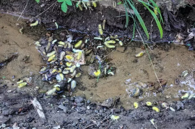 Ormanı istila eden tırtıllar, ağaçlarda yaprak bırakmadı