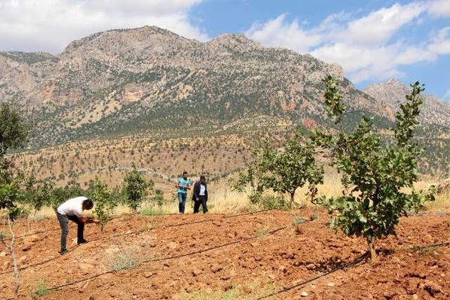 Gabar ve Cudi dağlarının etekleri fıstık bahçeleriyle doldu