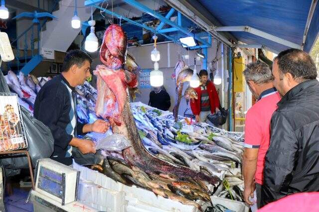 Samsun'da sezonun en büyük yayın balığı yakalandı Samsun'da sezonun en büyük yayın balığı yakalandı