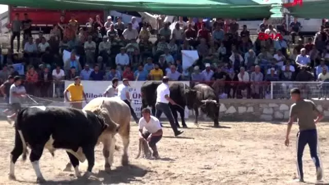 Güreş alanından kaçan iki boğa, kadın seyirciyi ezerek hastanelik etti