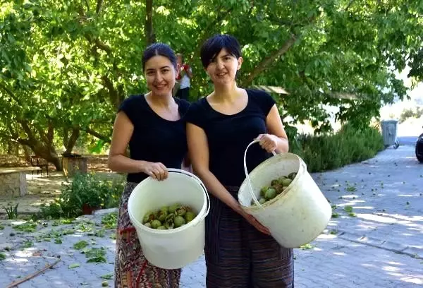 Kariyerlerinden vazgeçen iki kız kardeş ceviz üreticisi oldu!