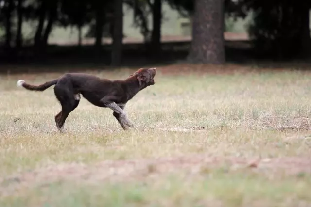 TSK'nın yeni mayın köpeği: Zerdava