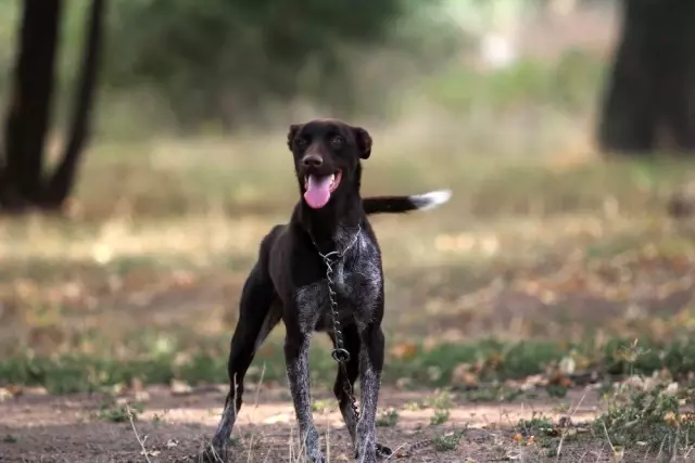 TSK'nın yeni mayın köpeği: Zerdava