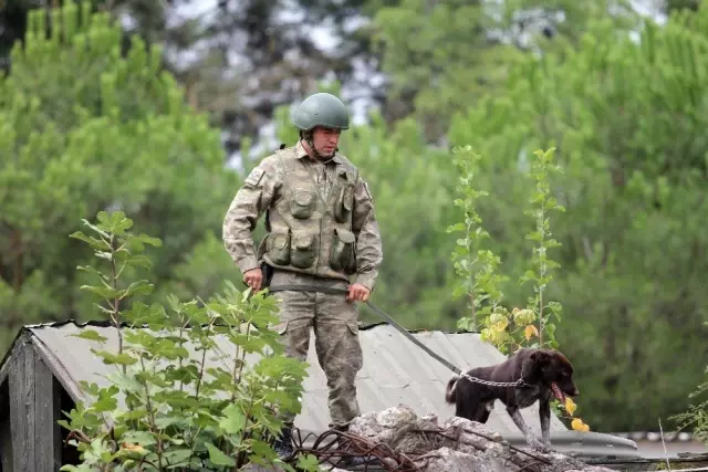 TSK'nın yeni mayın köpeği: Zerdava