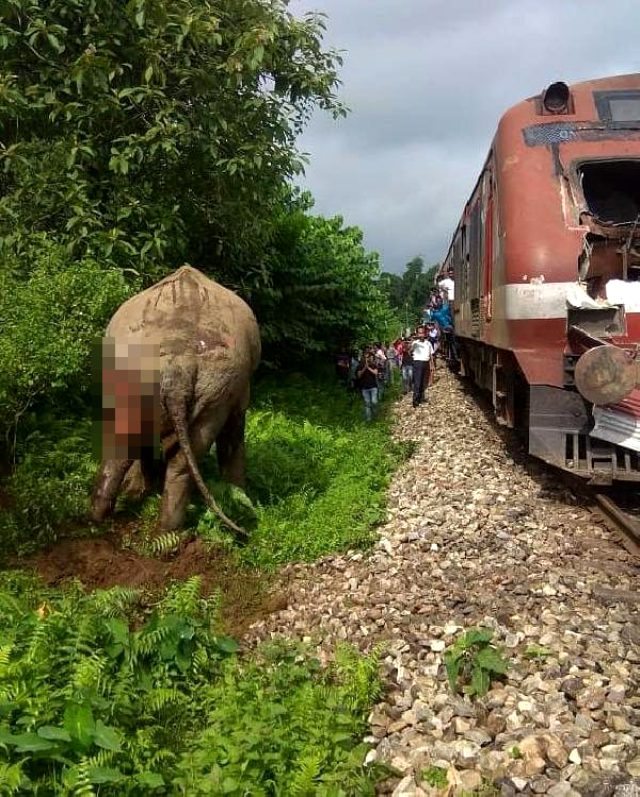 Hindistan'da trenin çarptığı fil ağır yaralandı