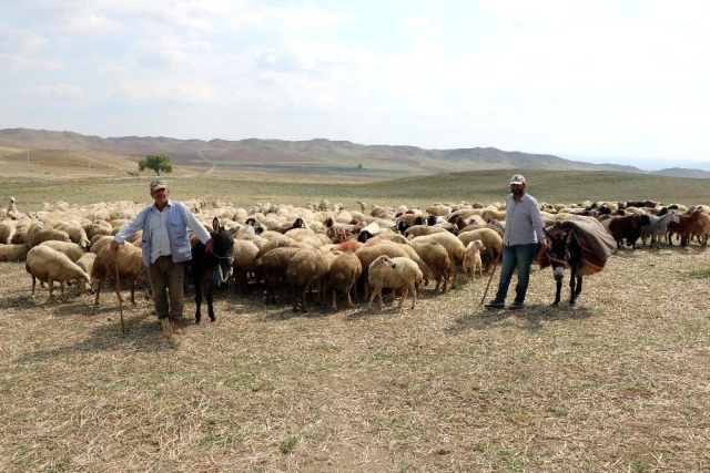Yozgat'ta çoban sıkıntısı: 4 bin lira maaşla çalışan bulunmuyor