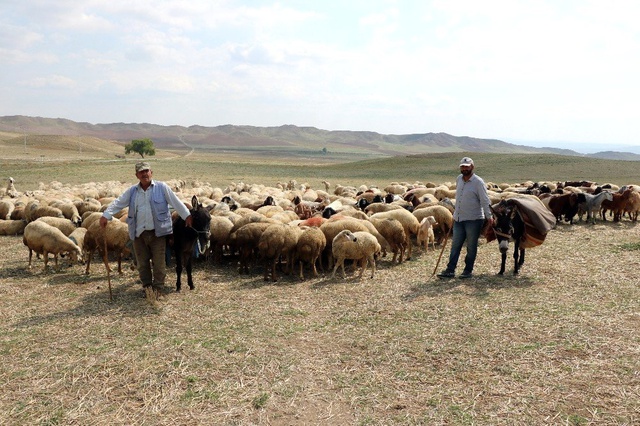 Yozgat'ta çoban sıkıntısı: 4 bin lira maaşla çalışan bulunmuyor