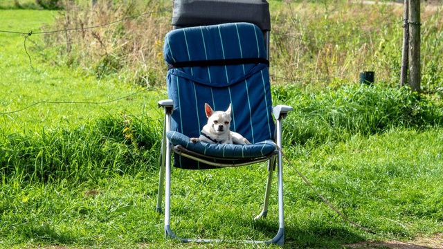 Hollanda'da hayvanseverlere uyarı: Köpeklerin yeri yatak değil