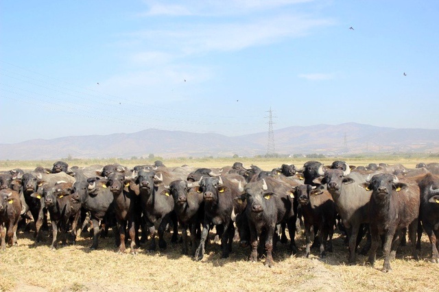 Manisa'da Afrika'yı andıran görüntüler