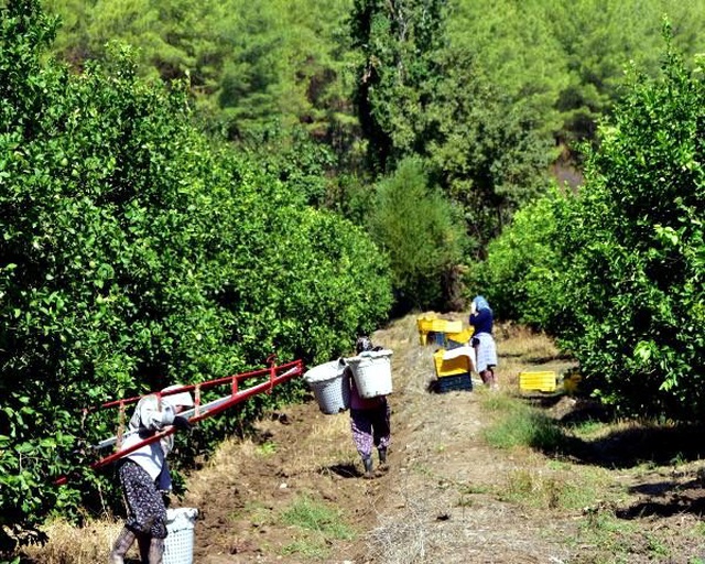 Ortaca'da dalında 2 lira olan limon, pazarda 10 lira
