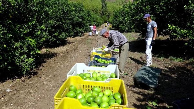 Ortaca'da dalında 2 lira olan limon, pazarda 10 lira