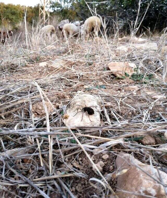 Dünyanın en tehlikeli 9 örümcek türünden biri Bilecik'te görüldü Dünyanın en tehlikeli 9 örümcek türünden biri Bilecik'te görüldü
