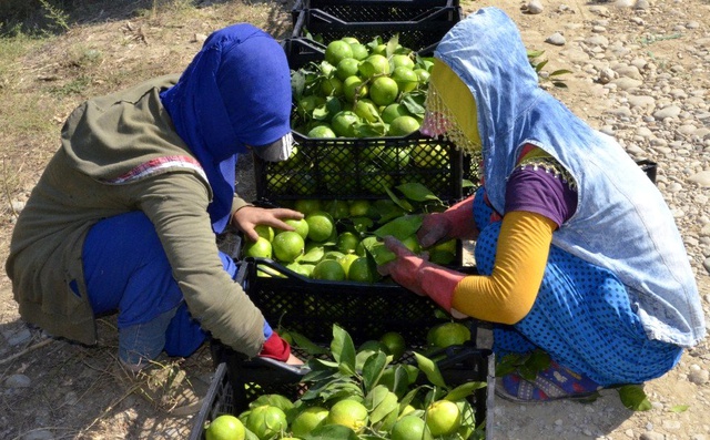 Yumurtanın ardından Irak'a mandalina ihracatı da durdu, tırlar gümrükten döndü