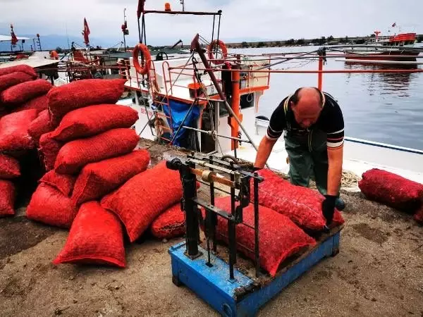 Karadenizli balıkçılar deniz salyangozuna yöneldi