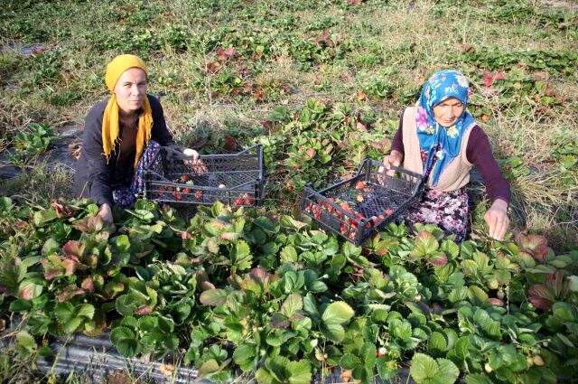 Devlet desteğiyle 60 yaşında başladığı çilek üretiminde, yılda 150 bin lira kazanacak Devlet desteğiyle 60 yaşında başladığı çilek üretiminde, yılda 150 bin lira kazanacak