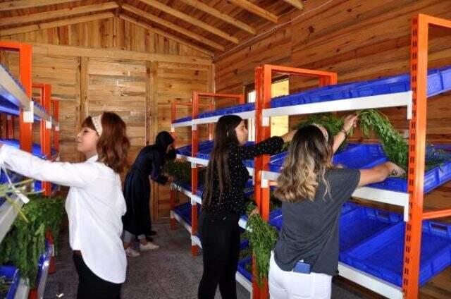 Türkiye'de sadece Nurdağı'nda yetiştirilen moringa, 300'den fazla hastalığa iyi geliyor