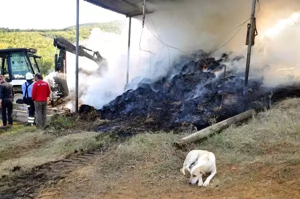 6 yavrusu yangında telef olan köpek, olay yerinden ayrılmadı