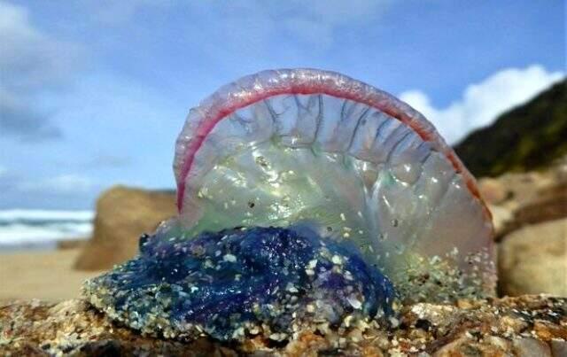 Portekiz sahilinde çekilen fotoğraf korku yarattı: Sakın ama sakın dokunmayın İngiltere'de dün çekilen fotoğraf büyük korku yarattı: Sakın ama sakın dokunmayın