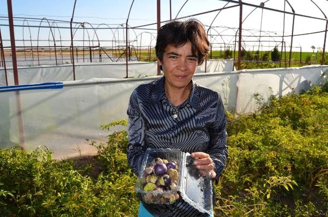 Tohumunu Çin'den getirip ektiği mor çileğe, talep arttı
