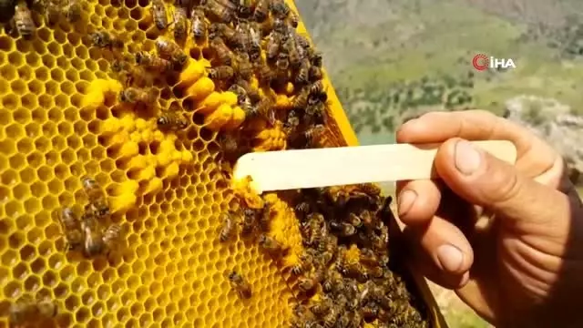 Ordu'da üretilen arı sütünün gramı 7 lira, kilosu 7 bin lira