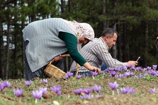 Kilosu 30 bin liradan satılan safran, üreticisinin yüzünü güldürdü