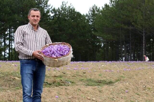 Kilosu 30 bin liradan satılan safran, üreticisinin yüzünü güldürdü