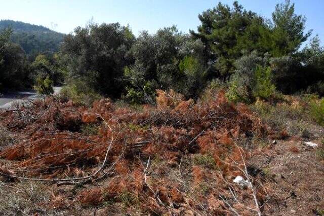 İzmir'de 'Kentin Akciğerleri' olarak adlandırılan ormanlar, rantçılar tarafından yok ediliyor