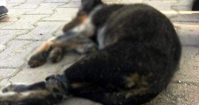 Bacakları bağlanarak denize atılmış yavru köpeğin ölüsü karaya vurdu Bacakları bağlanarak denize atılmış yavru köpeğin ölüsü karaya vurdu