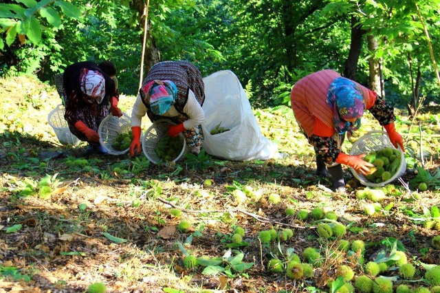 Kestane hasadı için ağaca tırmanan işçilere günlük 350 TL yevmiye veriliyor