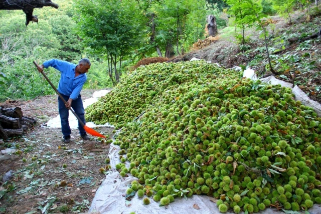 Kestane hasadı için ağaca tırmanan işçilere günlük 350 TL yevmiye veriliyor