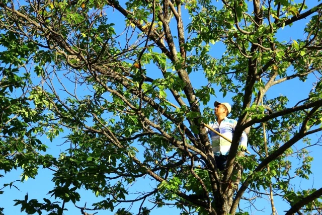 Kestane hasadı için ağaca tırmanan işçilere günlük 350 TL yevmiye veriliyor