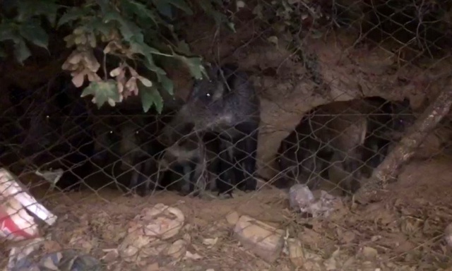 Sarıyer'de yabani domuz sürüsü şehre indi