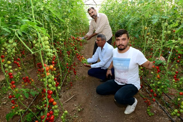 Canan Karatay'ın 'domates' eleştirilerine Kumlucalı üreticilerden sert tepki